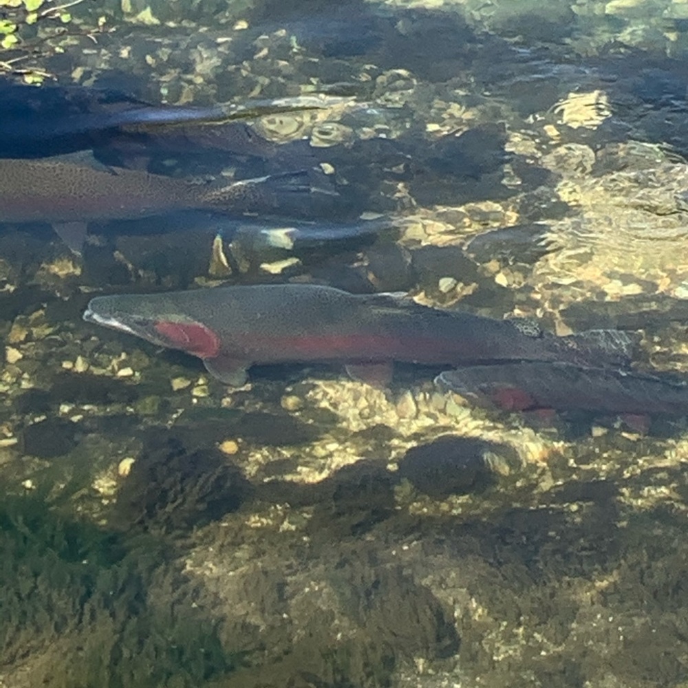 Meet your Posher, Larry